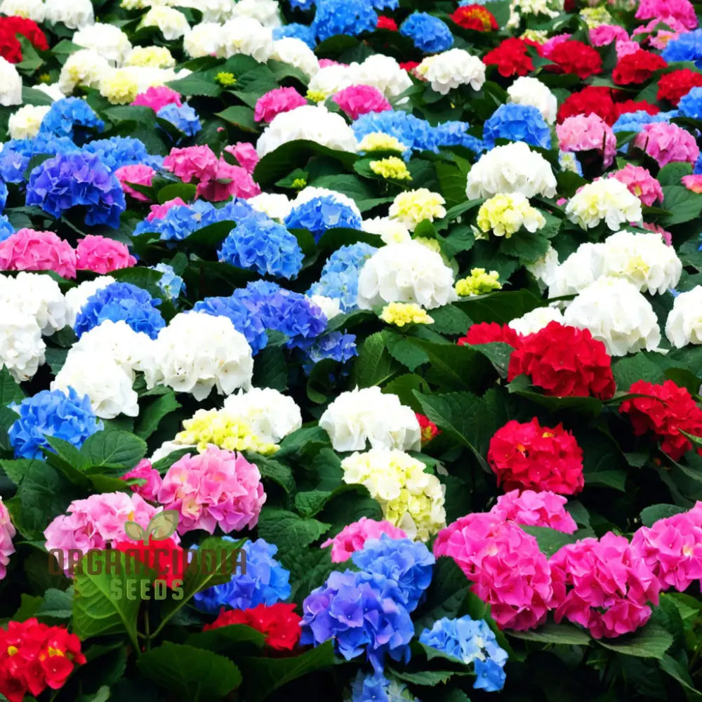 Exquisite Hydrangea Flower Seeds Mix For Breathtaking Gardens A Must-Have Planting And Gardening