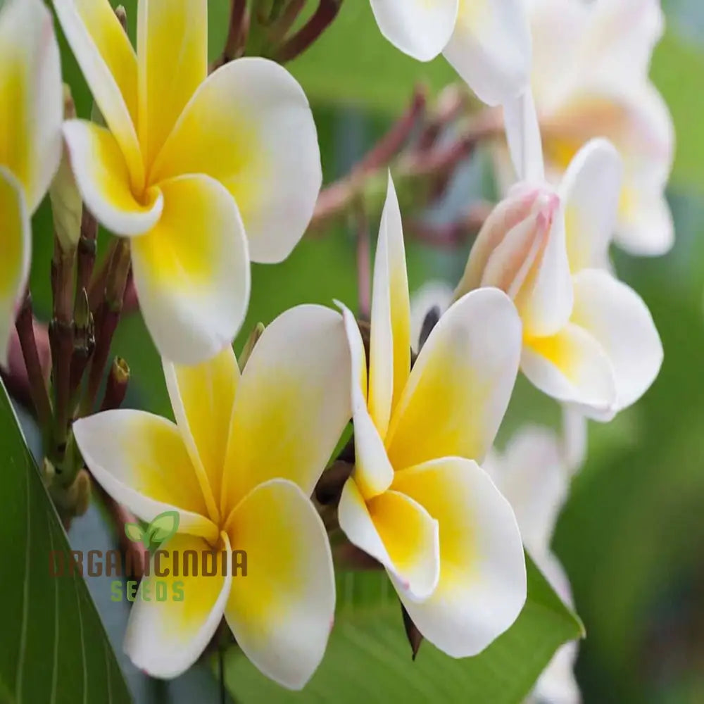 Exquisite Plumeria Apricot Flower Seeds For Your Bountiful Garden: Grow Own Floral Oasis With