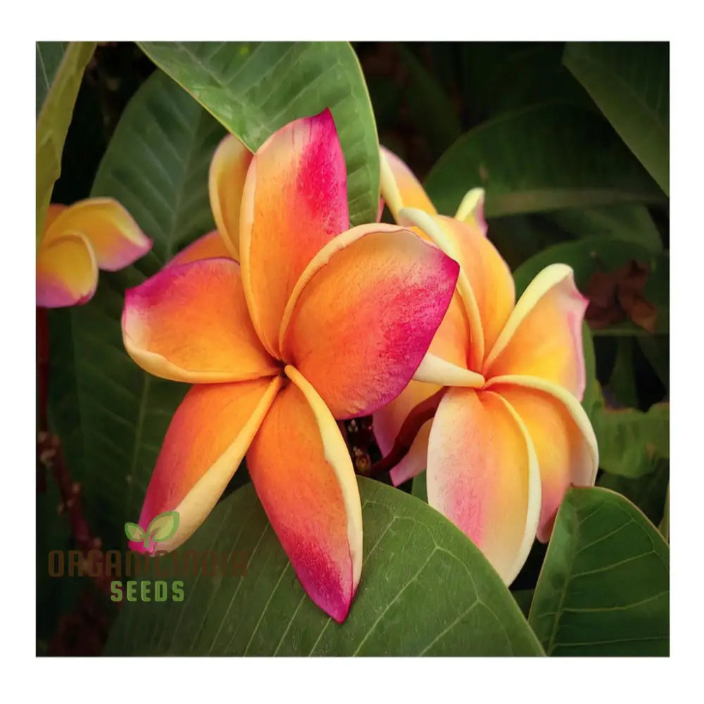 Exquisite Plumeria Apricot Flower Seeds For Your Bountiful Garden: Grow Own Floral Oasis With