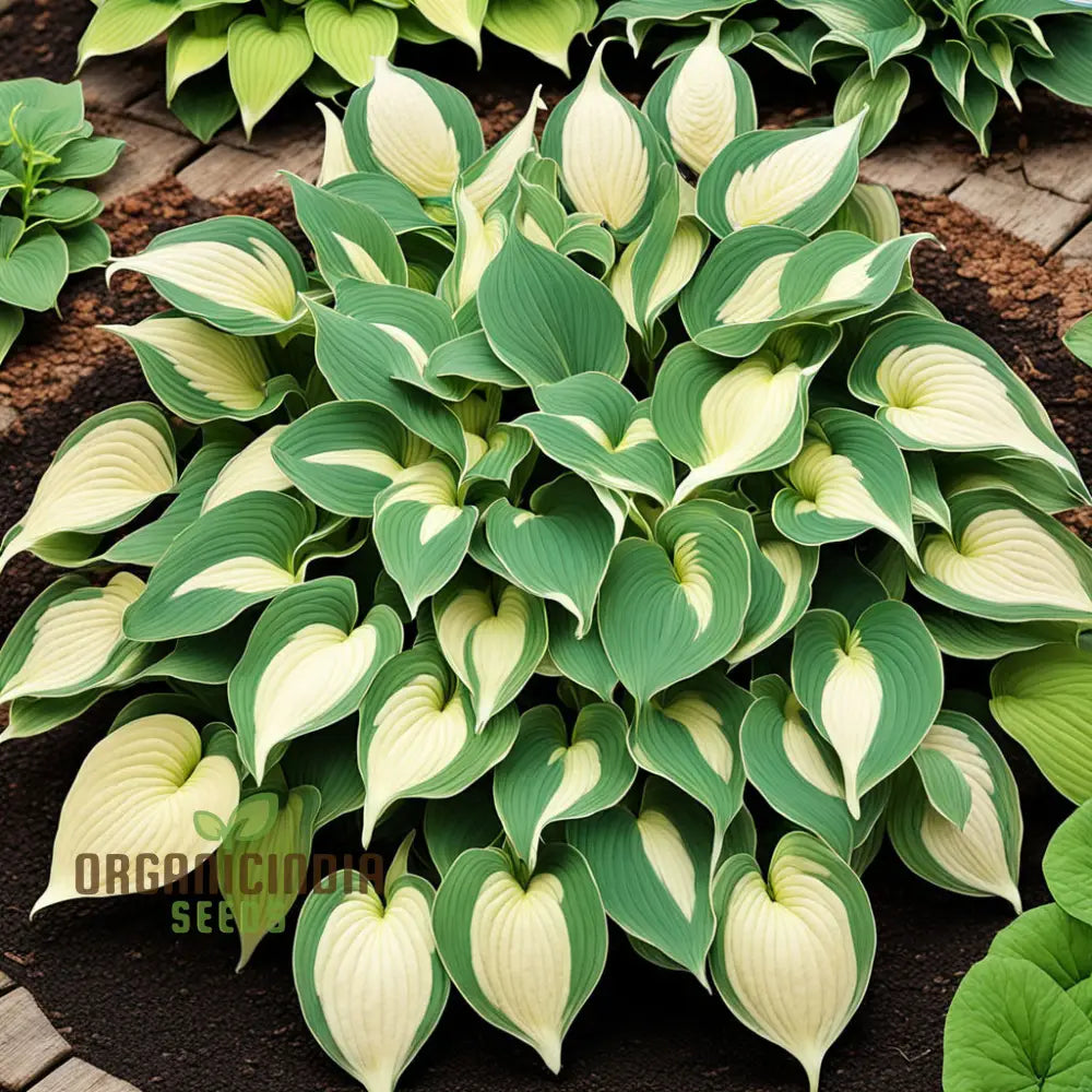 Exquisite Premium Hosta Plant Seeds Elevate Your Garden With Stunning Beauty - For Planting 100 Pcs