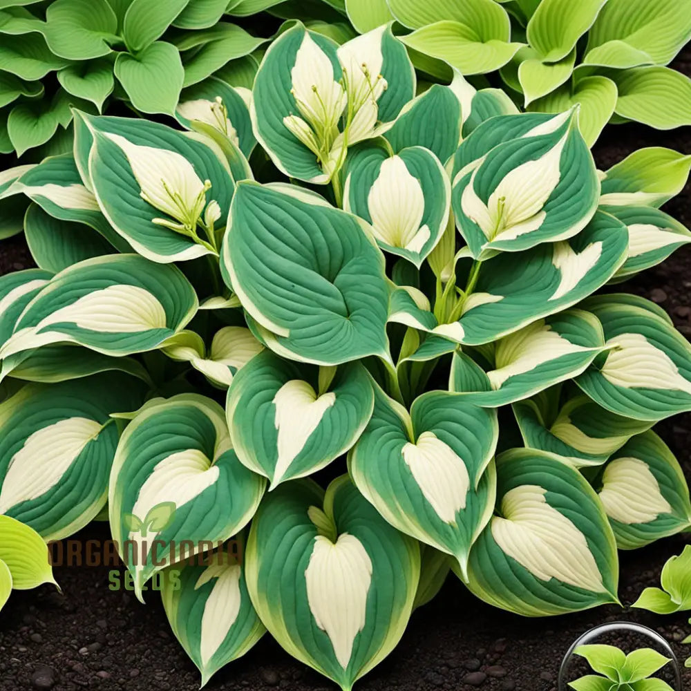 Exquisite Premium Hosta Plant Seeds Elevate Your Garden With Stunning Beauty - For Planting 1000 Pcs