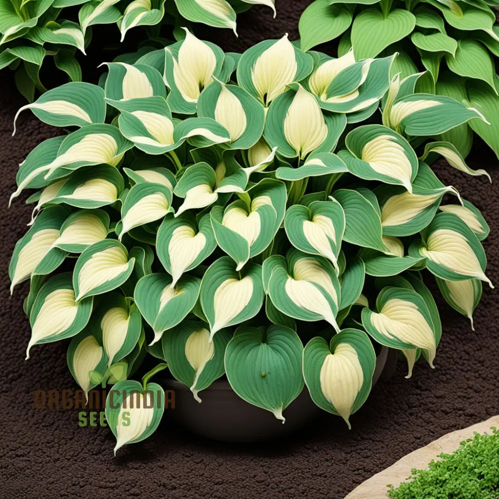 Exquisite Premium Hosta Plant Seeds Elevate Your Garden With Stunning Beauty - For Planting