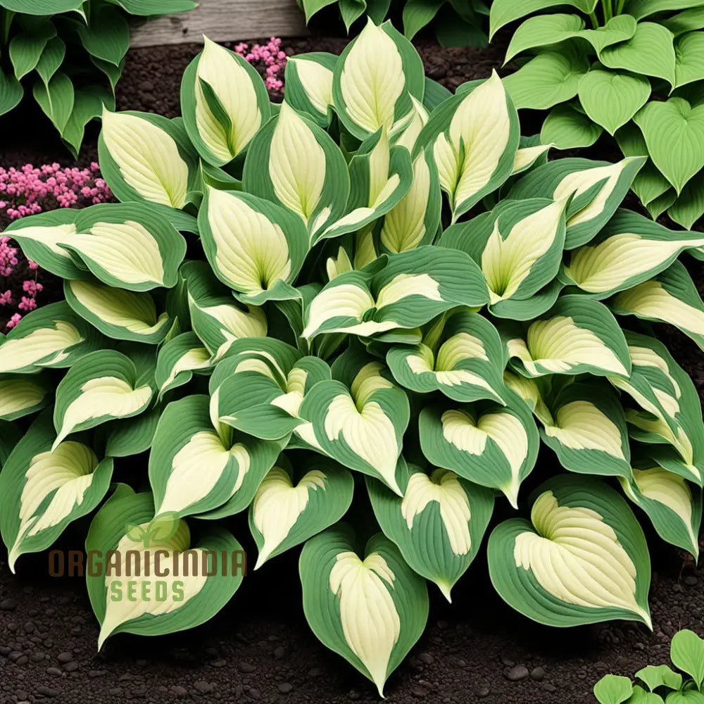 Exquisite Premium Hosta Plant Seeds Elevate Your Garden With Stunning Beauty - For Planting