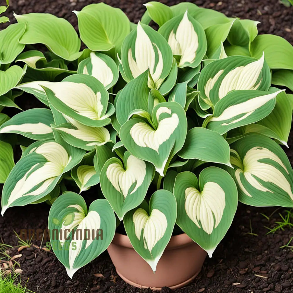 Exquisite Premium Hosta Plant Seeds Elevate Your Garden With Stunning Beauty - For Planting 500 Pcs