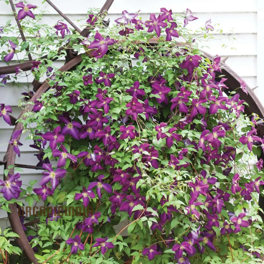 Exquisite Purple Clematis Creeper Single Flower Seeds For Cultivation - Perfect Garden Aficionados