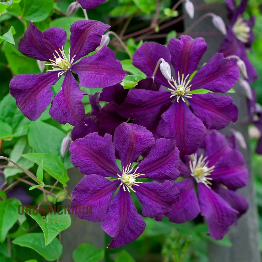 Exquisite Purple Clematis Creeper Single Flower Seeds For Cultivation - Perfect Garden Aficionados