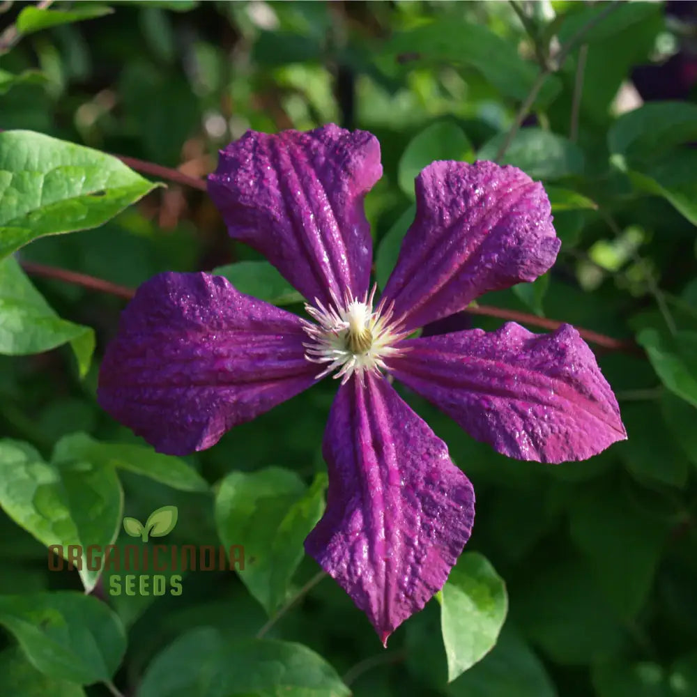 Exquisite Purple Clematis Creeper Single Flower Seeds For Cultivation - Perfect Garden Aficionados