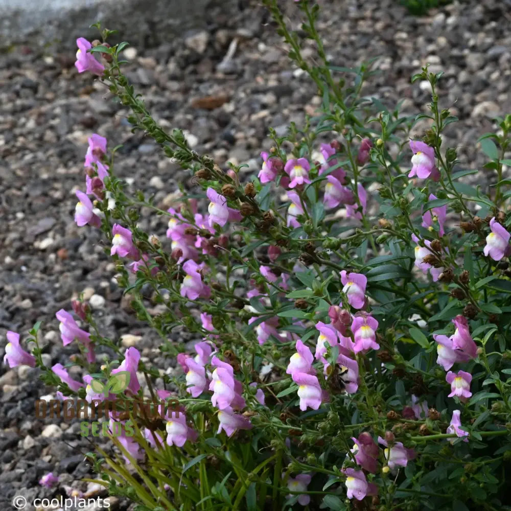 Exquisite Snapdragon (Antirrhinum Majus Ssp Tortuosum) - Hardy Garden Favorite With Elegant