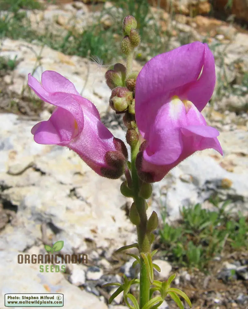 Exquisite Snapdragon (Antirrhinum Majus Ssp Tortuosum) - Hardy Garden Favorite With Elegant