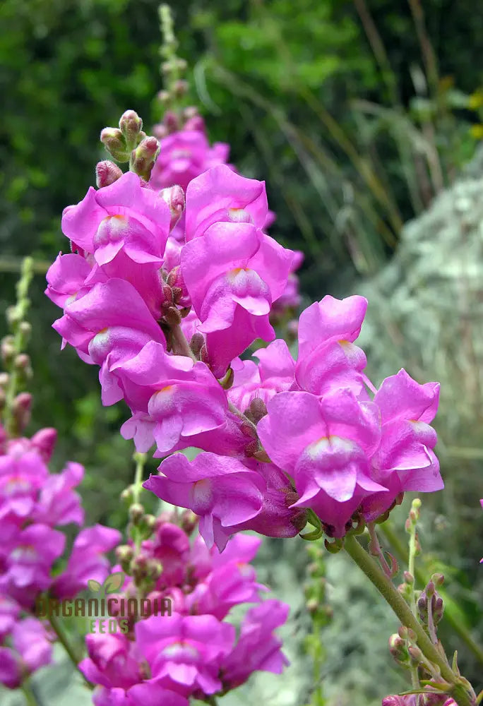 Exquisite Snapdragon (Antirrhinum Majus Ssp Tortuosum) - Hardy Garden Favorite With Elegant