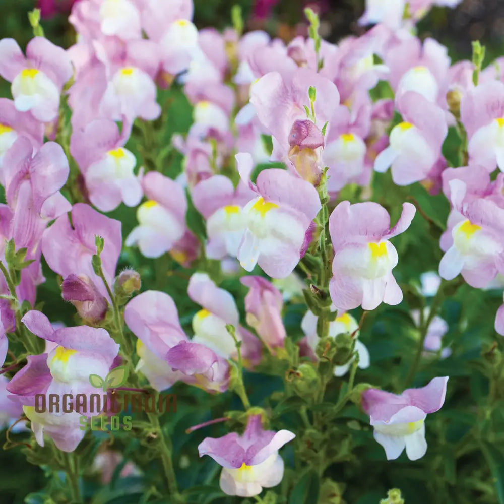 Exquisite Snapdragon (Antirrhinum Majus Ssp Tortuosum) - Hardy Garden Favorite With Elegant