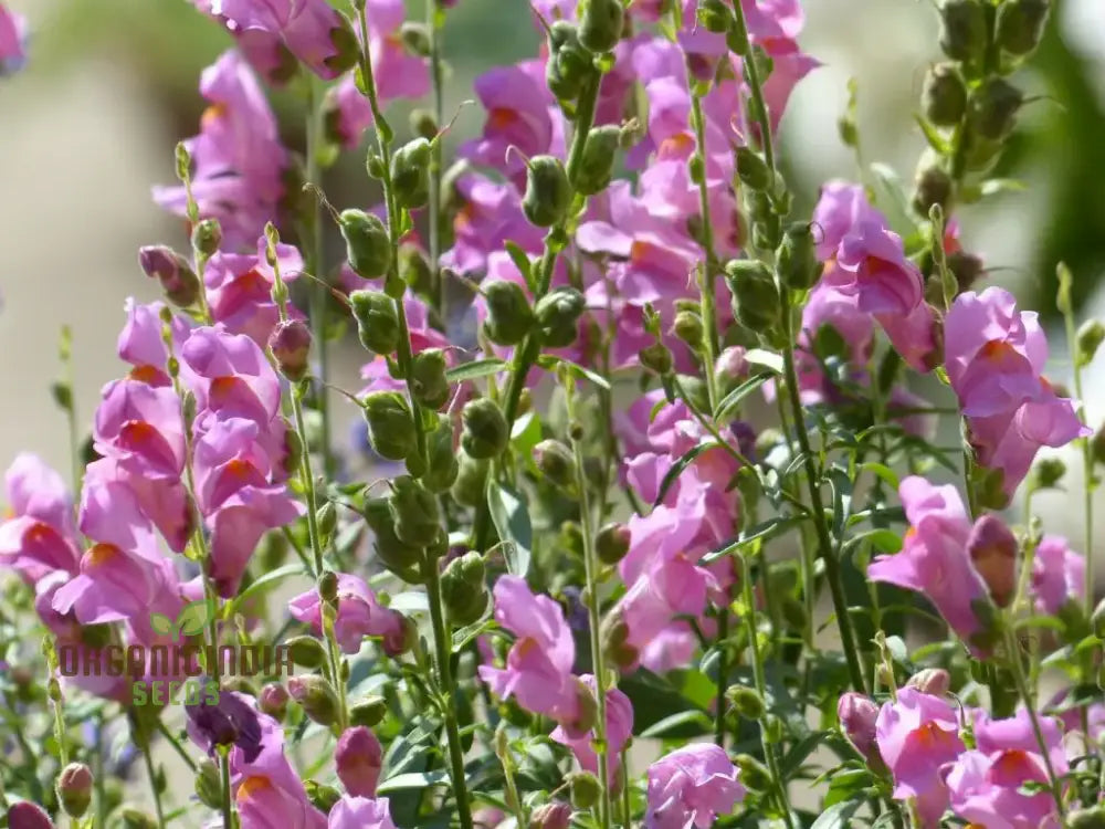 Exquisite Snapdragon (Antirrhinum Majus Ssp Tortuosum) - Hardy Garden Favorite With Elegant