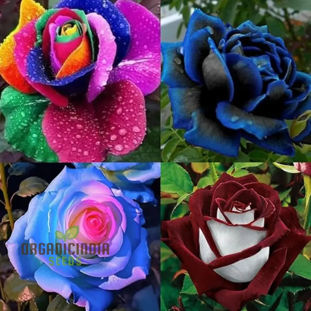 Exquisite Variety Mixed Multicolored Rose Seeds For Lush Gardens - Premium Gardening