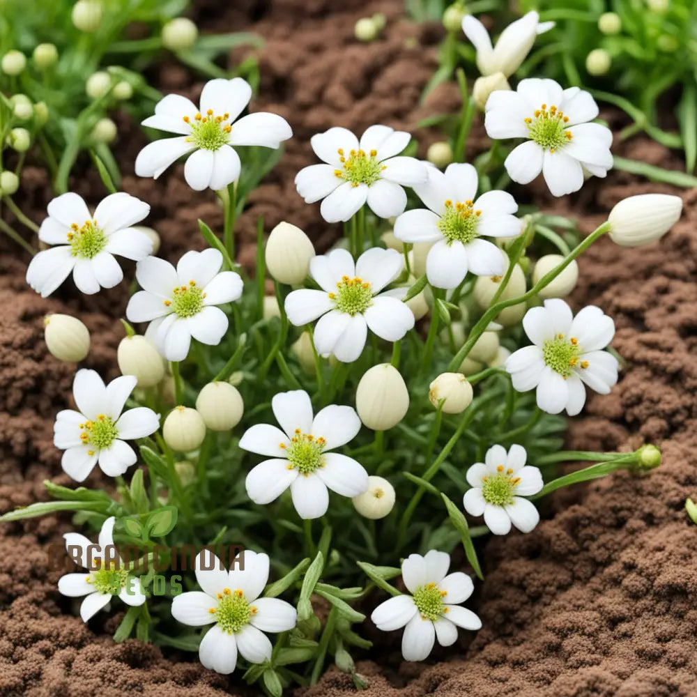 Exquisite White Pasqual Flower Seeds - Pure Elegance For Your Garden Oasis High-Quality Stunning