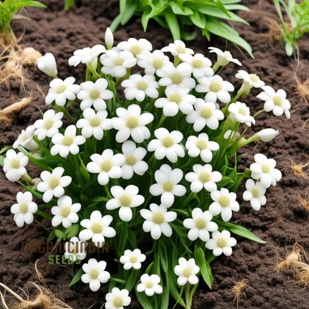 Exquisite White Pasqual Flower Seeds - Pure Elegance For Your Garden Oasis High-Quality Stunning