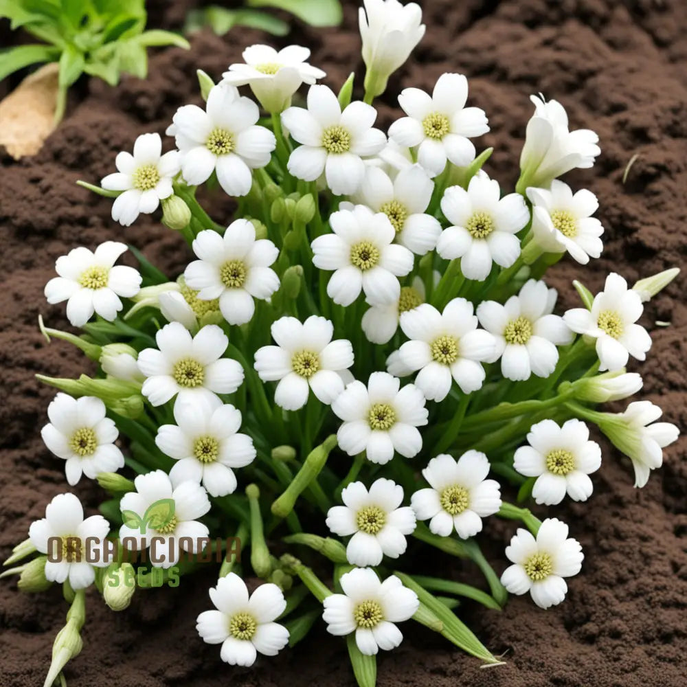 Exquisite White Pasqual Flower Seeds - Pure Elegance For Your Garden Oasis High-Quality Stunning