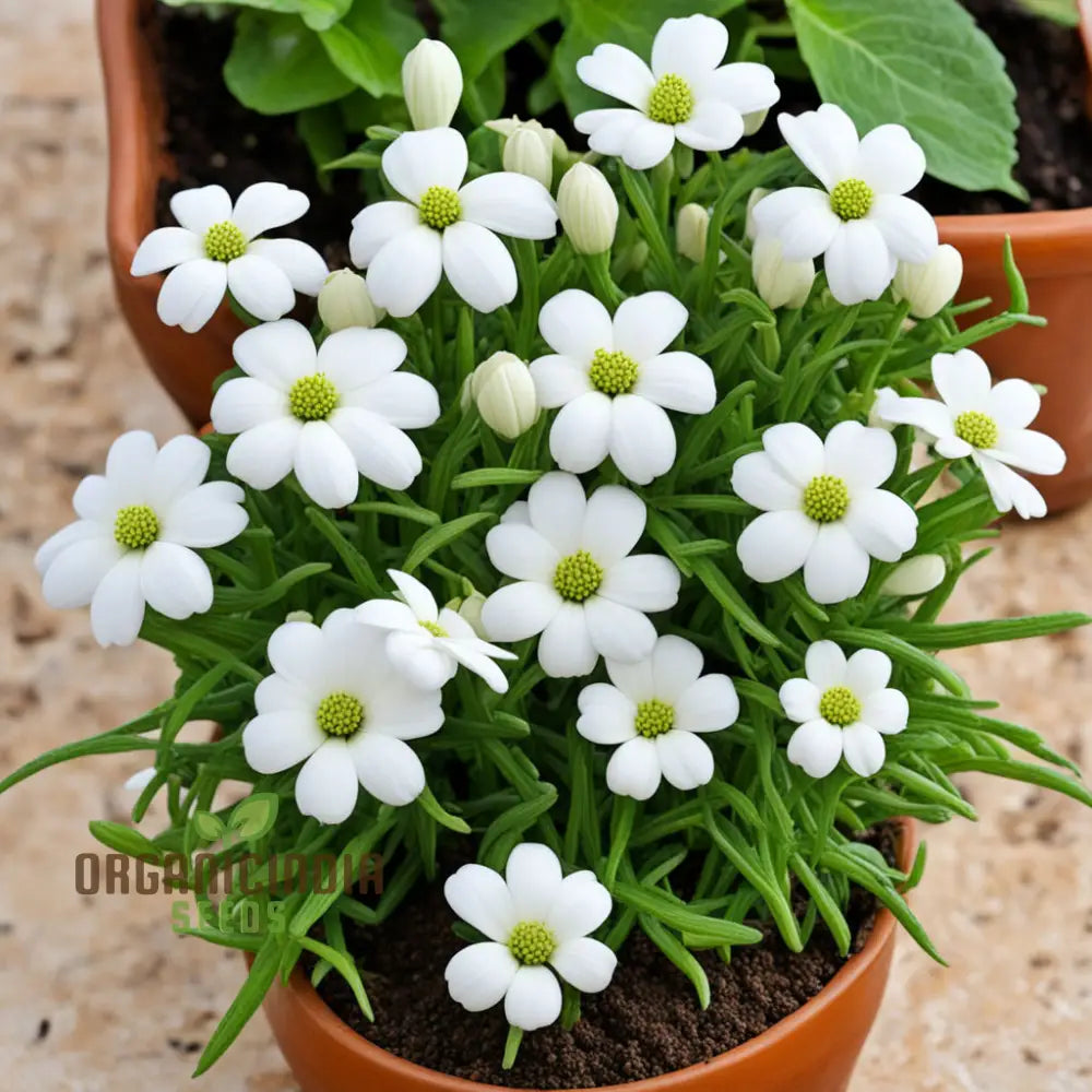 Exquisite White Pasqual Flower Seeds - Pure Elegance For Your Garden Oasis High-Quality Stunning