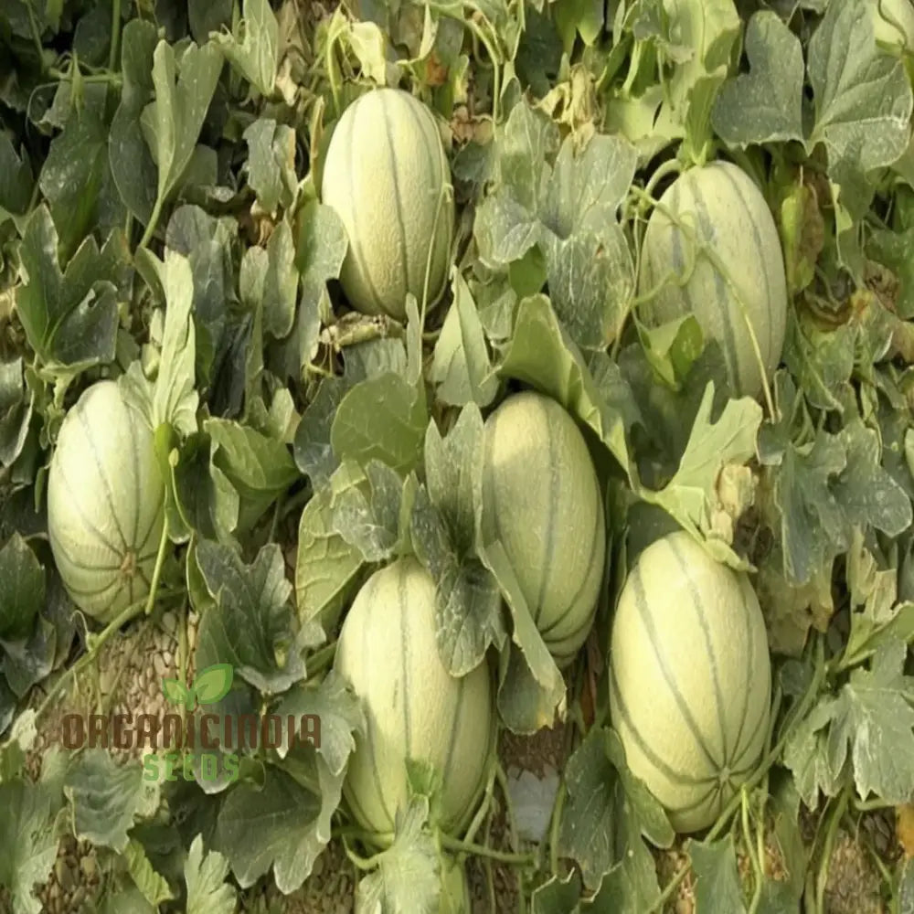 Exquisite Yellow Round Muskmelon Fruit Seeds Perfect For Lush Sweet Harvests