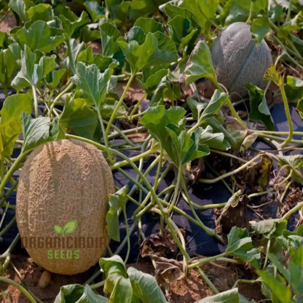 Exquisite Yellow Round Muskmelon Fruit Seeds Perfect For Lush Sweet Harvests