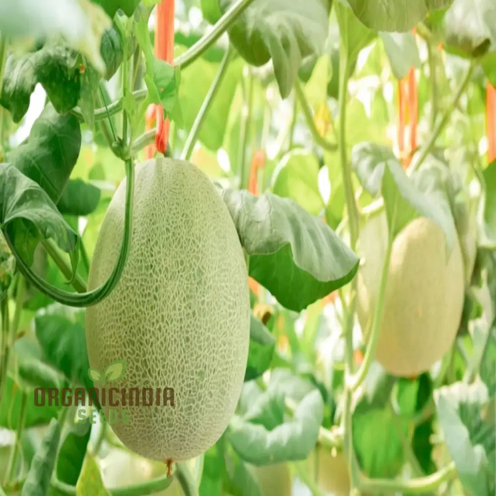 Exquisite Yellow Round Muskmelon Fruit Seeds Perfect For Lush Sweet Harvests