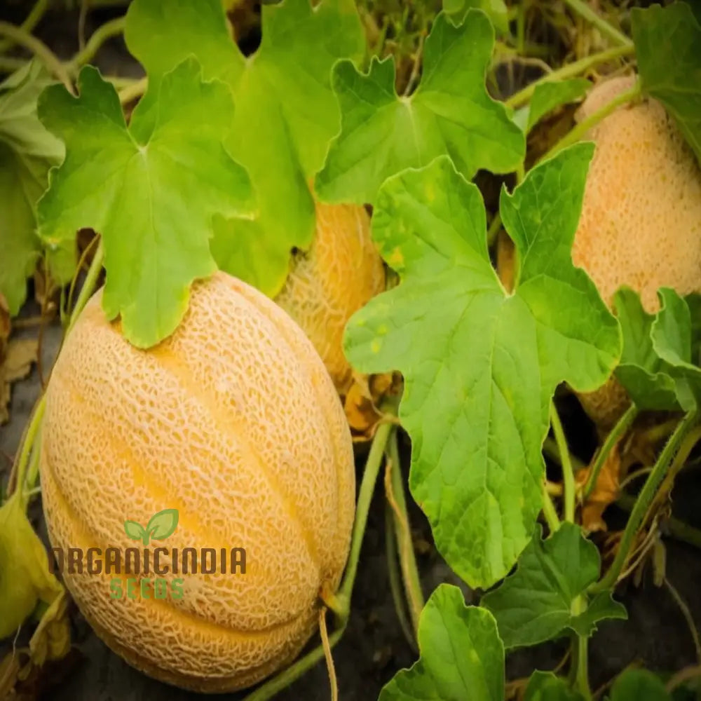 Exquisite Yellow Round Muskmelon Fruit Seeds Perfect For Lush Sweet Harvests