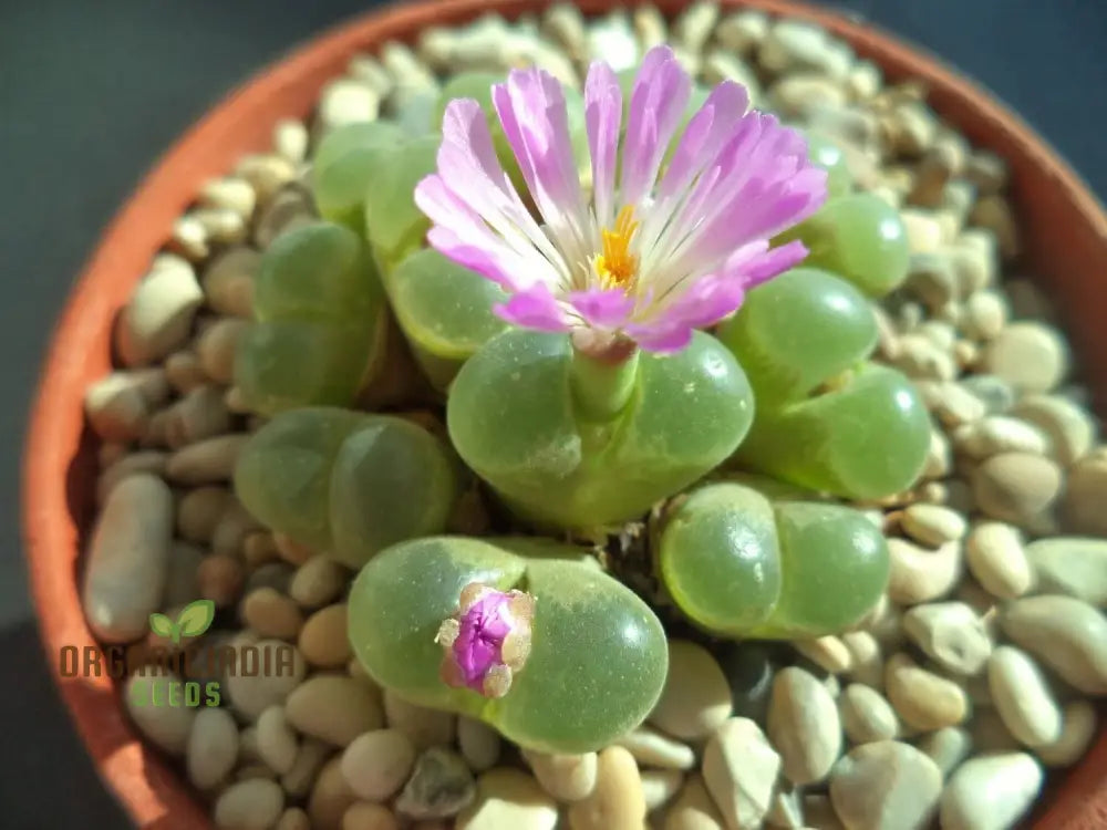 Eye Leaves Conophytum Succulent Seeds For Planting Perfect Home Gardens And Indoor Collections