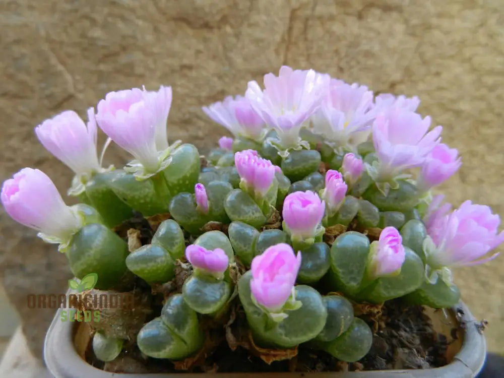 Eye Leaves Conophytum Succulent Seeds For Planting Perfect Home Gardens And Indoor Collections