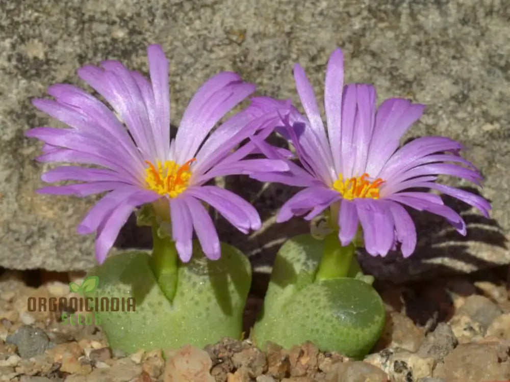 Eye Leaves Conophytum Succulent Seeds For Planting Perfect Home Gardens And Indoor Collections