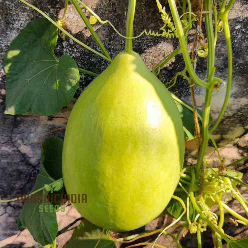 F-1 Hybrid Pot Shaped Bottle Gourd Seeds For Vegetable Planting Gardening And Cultivation