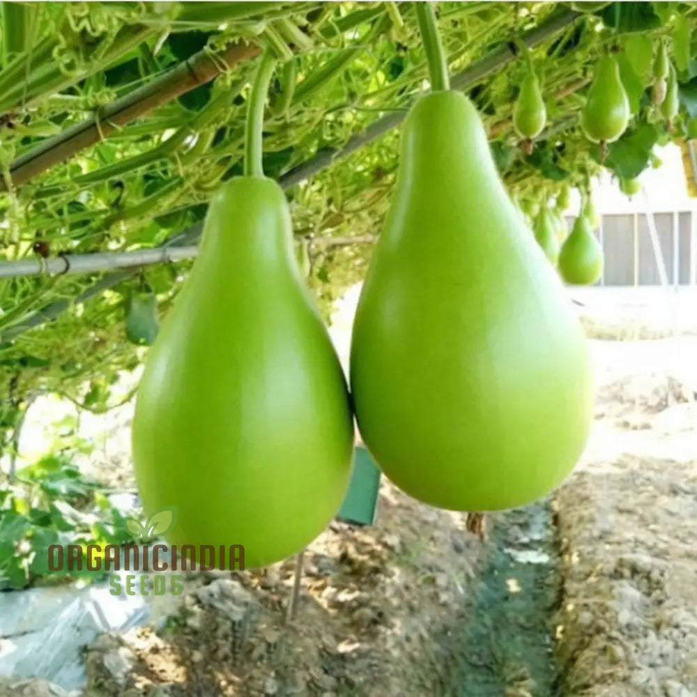 F-1 Hybrid Pot Shaped Bottle Gourd Seeds For Vegetable Planting Gardening And Cultivation