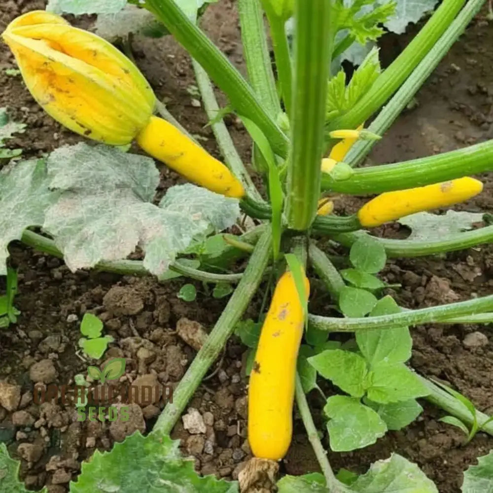 F-1 Hybrid Yellow Beauty Zucchini Seeds - High-Yielding And Flavorful Summer Squash