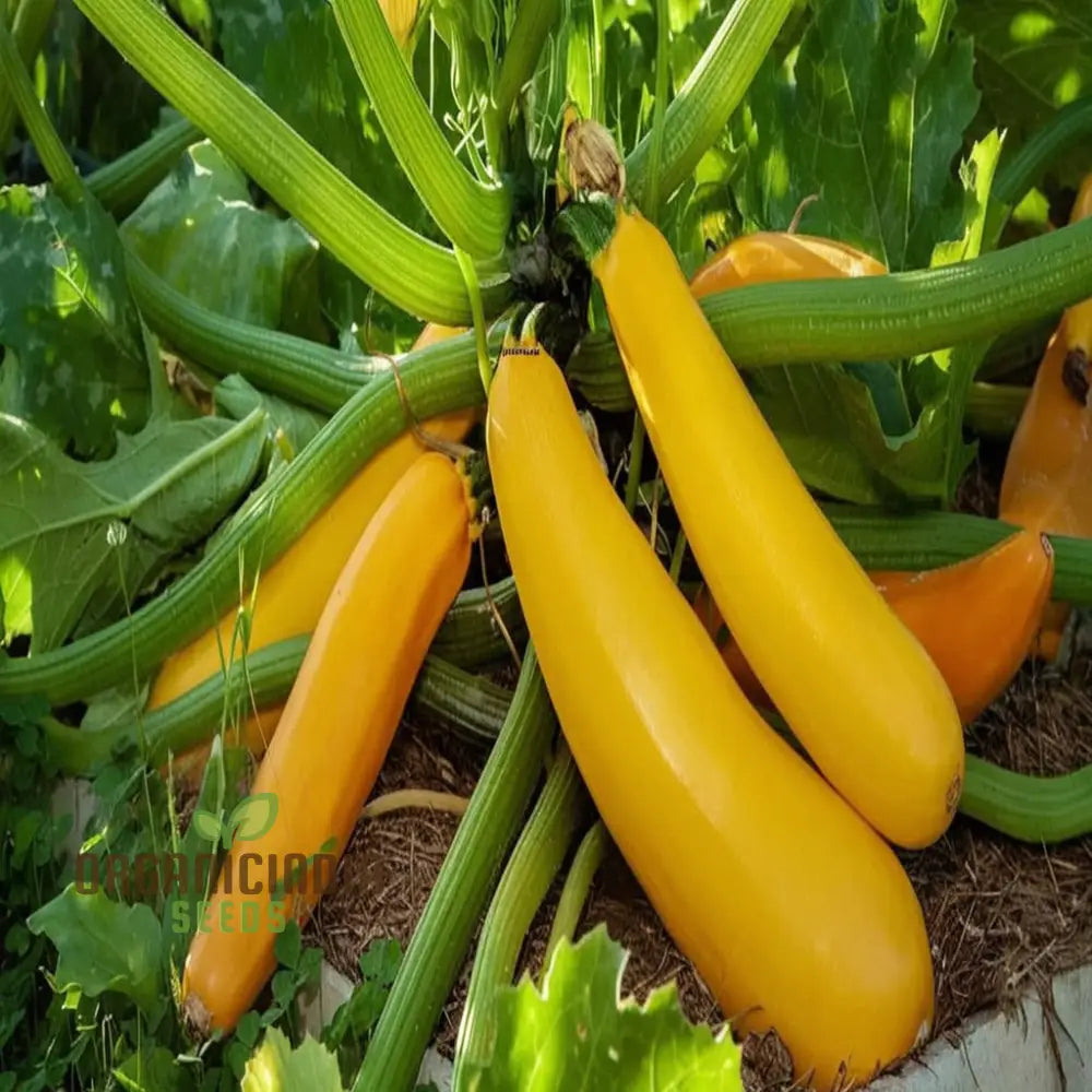 F-1 Hybrid Yellow Beauty Zucchini Seeds - High-Yielding And Flavorful Summer Squash