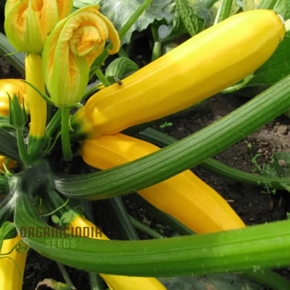 F-1 Hybrid Yellow Beauty Zucchini Seeds - High-Yielding And Flavorful Summer Squash