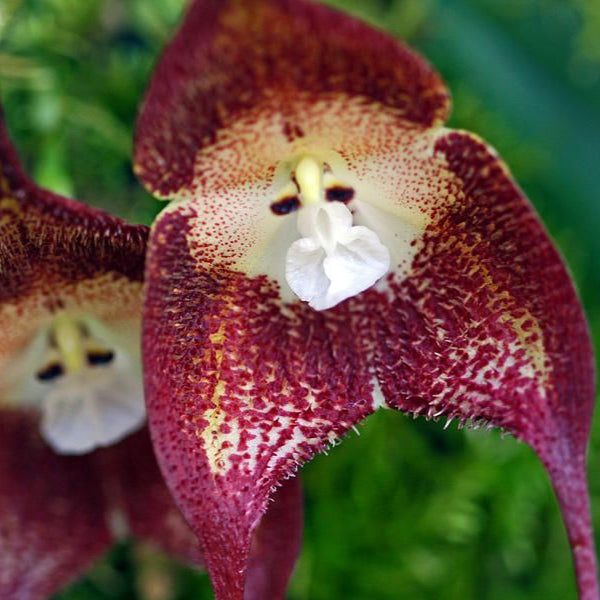 Monkey Face Orchid Flower Seeds for Planting