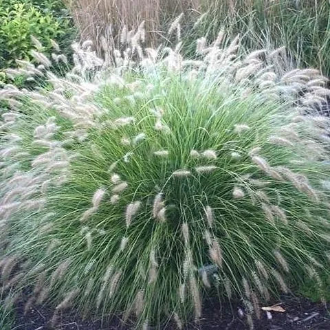 White Fountain Grass Pennisetum Villosum Ornamental Flower Seeds – 10 Pieces