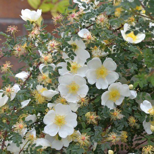 Rosa Multiflora Flower Seeds For Planting, Learn How to Plant and Grow Beautiful Clusters of White Roses