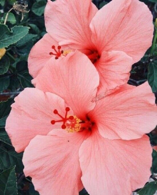 "Salmon Pink Hibiscus Seeds, Planting - 100 pcs" - Flower seeds