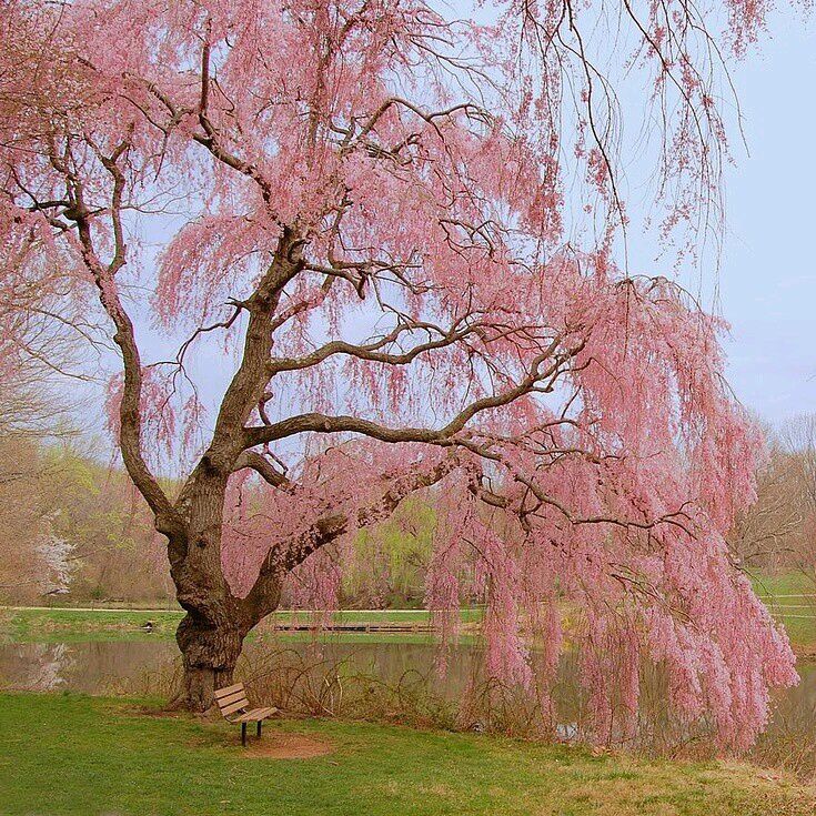 Pink Willow Weeping Tree Seeds for Planting