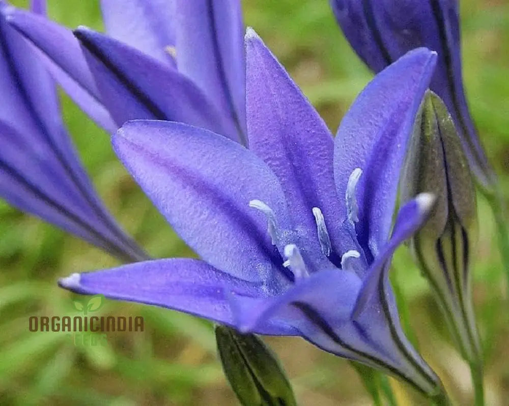 Fabiola Violet Blue Flower Bulbs Triteleia Queen Spring Starflower Corms For Your Perennial Summer