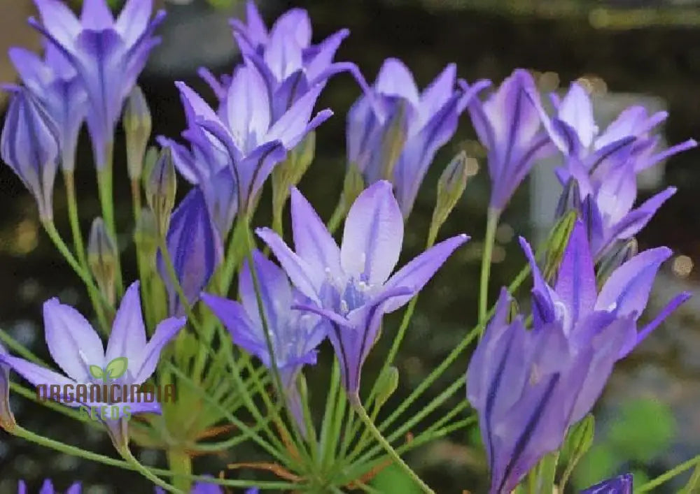 Fabiola Violet Blue Flower Bulbs Triteleia Queen Spring Starflower Corms For Your Perennial Summer