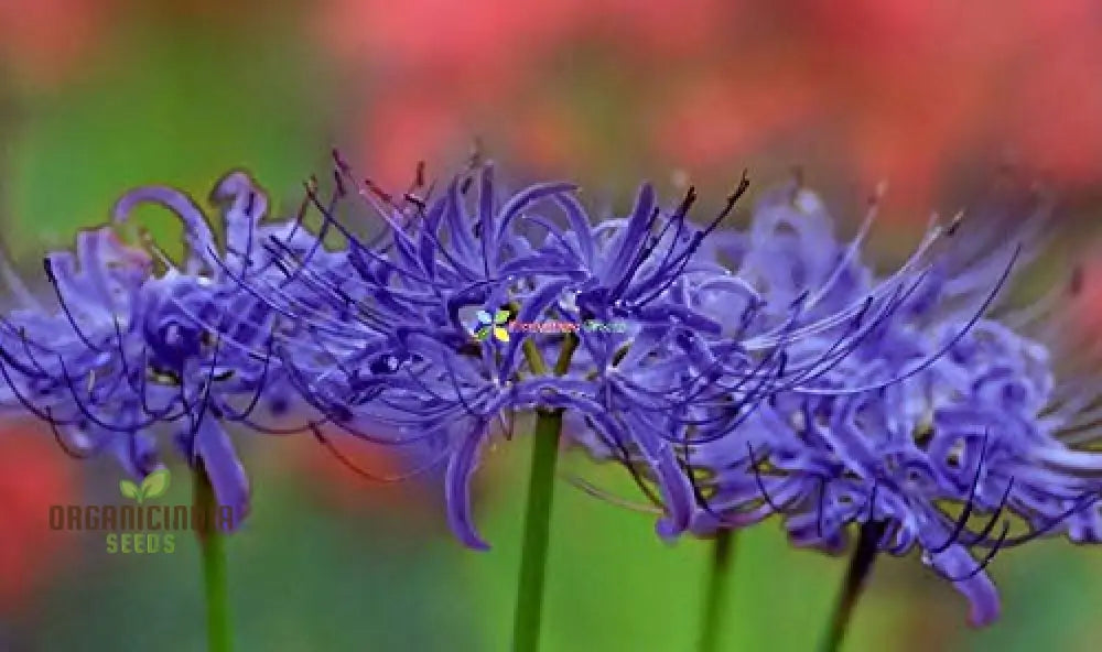 Fabiola violett-blaue Blumenzwiebeln, Triteleia Queen Spring Starflower-Knollen für Ihren mehrjährigen Sommergarten (Packung mit 3 Zwiebeln)