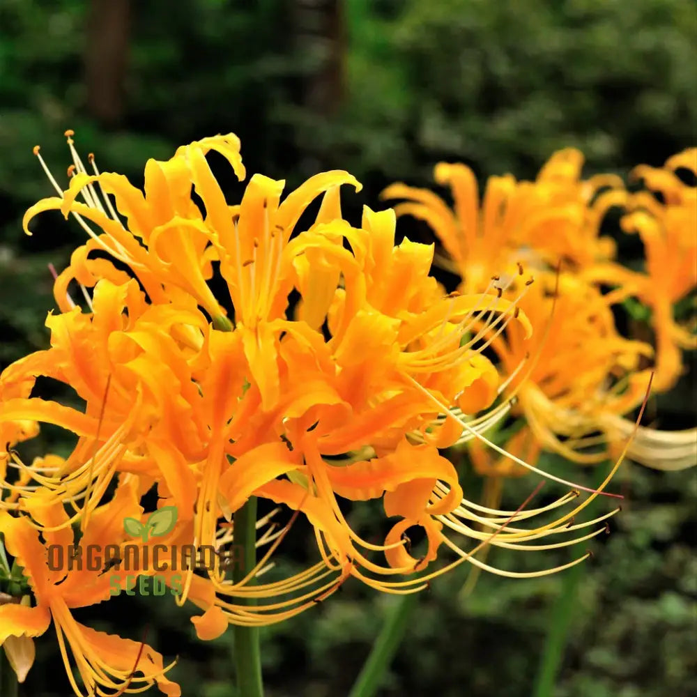 Fabiola Violet Blue Flower Bulbs Triteleia Queen Spring Starflower Corms For Your Perennial Summer