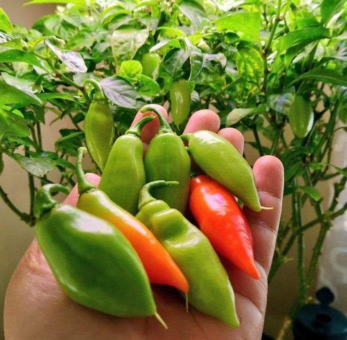 Trinidad Pimento Pepper Seeds â€“ Elevate Your Gardening with Flavorful, Exotic Harvests