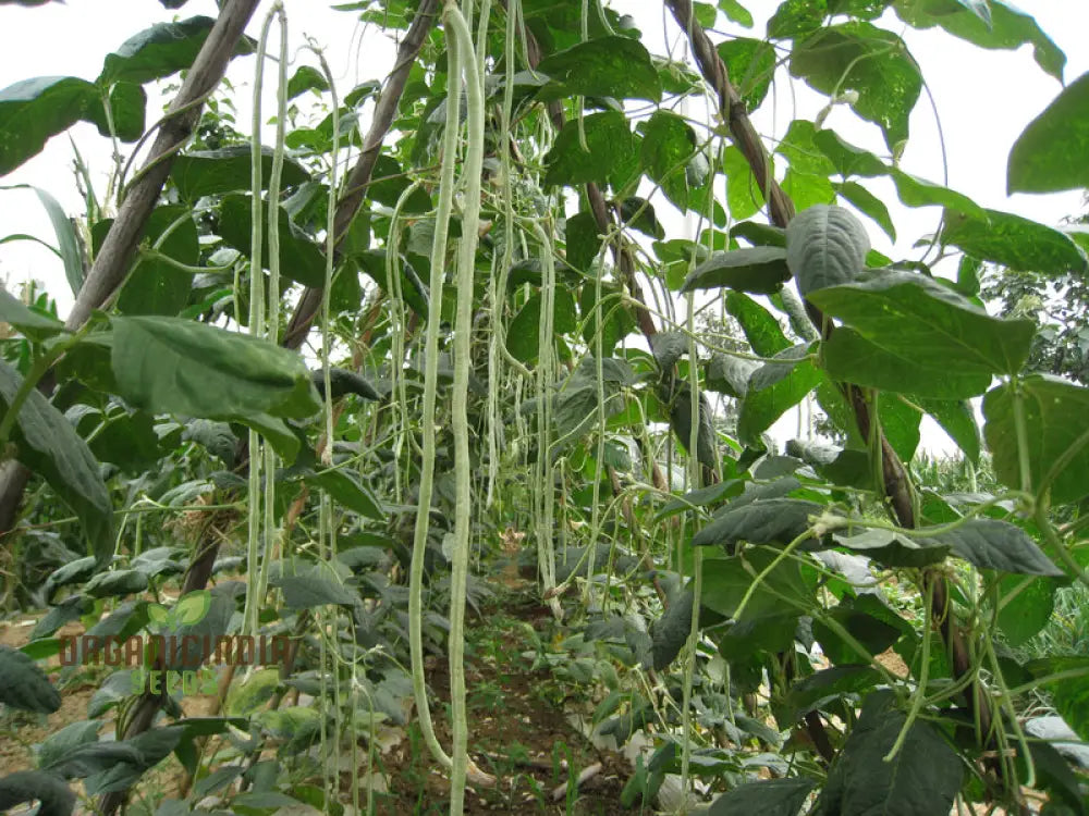 Fagiolini Dellâ€™occhio Cowpea Seeds For Planting: Heirloom Variety For Robust Gardening Enthusiasts