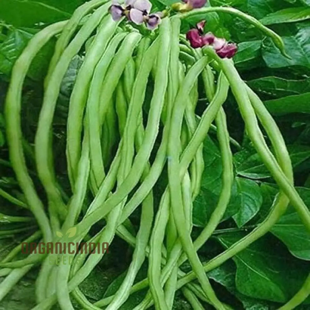 Fagiolini Dellâ€™occhio Cowpea Seeds For Planting: Heirloom Variety For Robust Gardening Enthusiasts