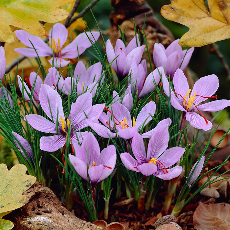 Saffron bulbs, Crocus Sativus Corms - (3 Bulbs for Planting)