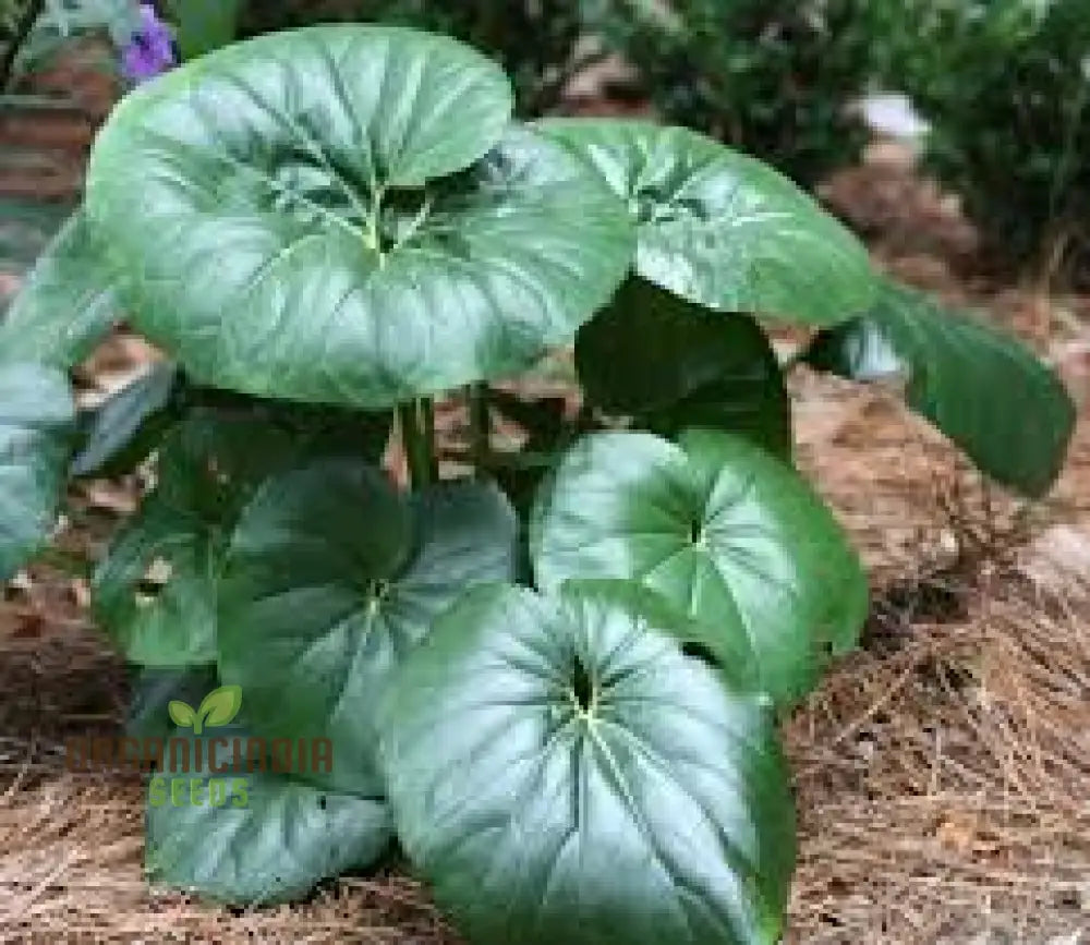 Farfugium Japonicum Seeds For Garden Plant Bulk High-Quality Fresh (100Pcs)