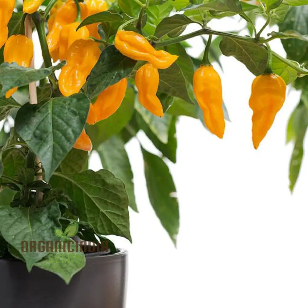 ’Fatalii Pepper Vegetable Seeds High-Quality For Enthusiastic Gardeners Premium Garden