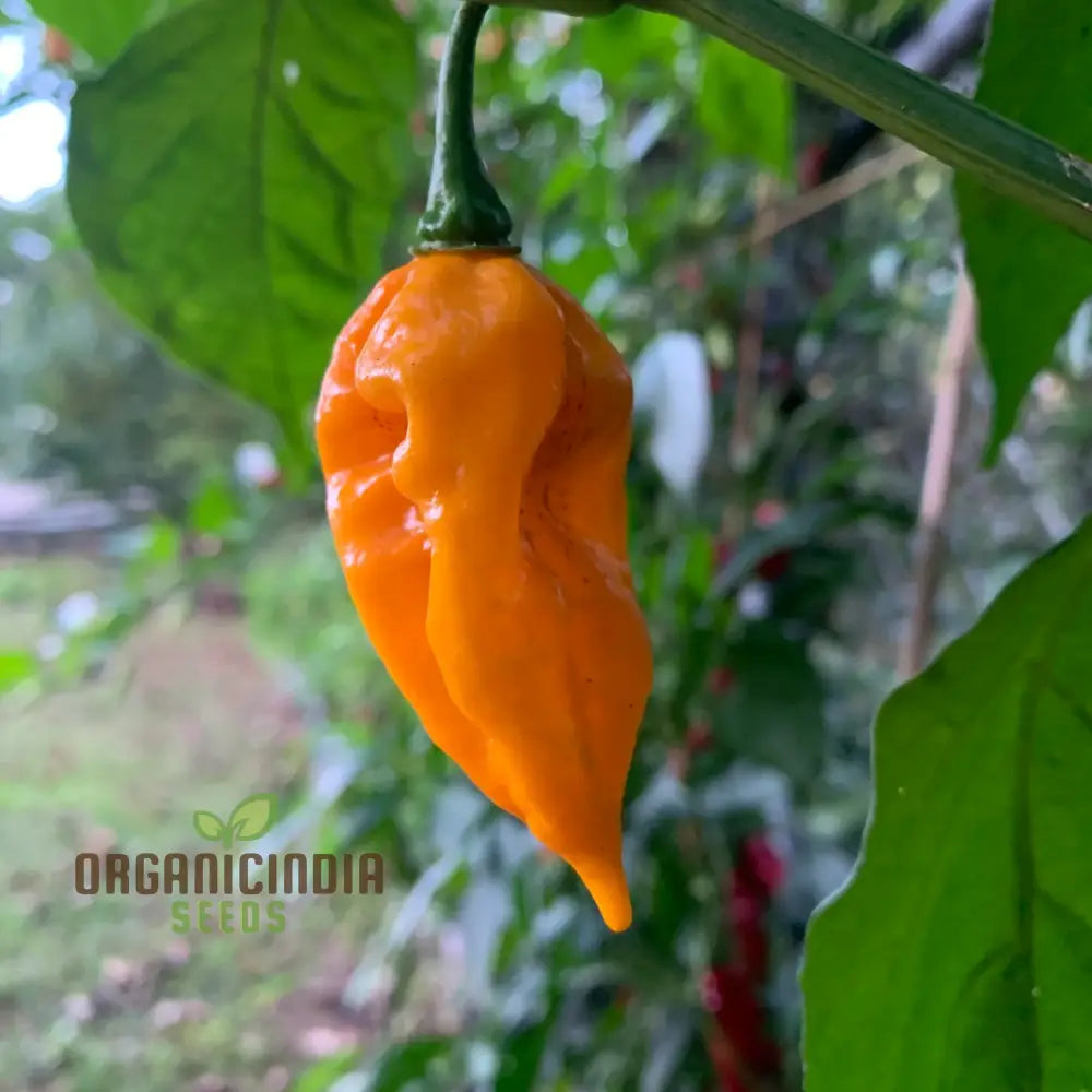 ’Fatalii Pepper Vegetable Seeds High-Quality For Enthusiastic Gardeners Premium Garden