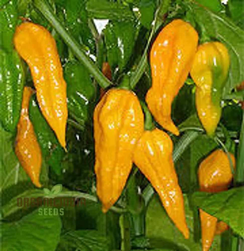 ’Fatalii Pepper Vegetable Seeds High-Quality For Enthusiastic Gardeners Premium Garden